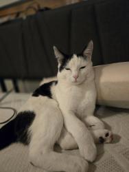 Lost Female Cat last seen N Robertson rd, Nampa, ID 83687