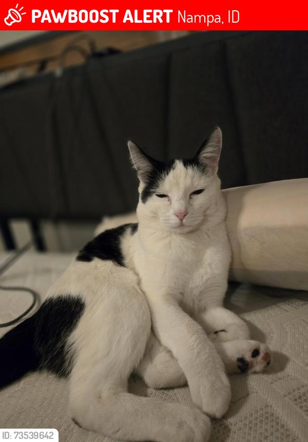 Lost Female Cat last seen N Robertson rd, Nampa, ID 83687
