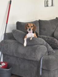 Reunited Female Dog last seen slam school, off russel & stephanie, Henderson, NV 89015