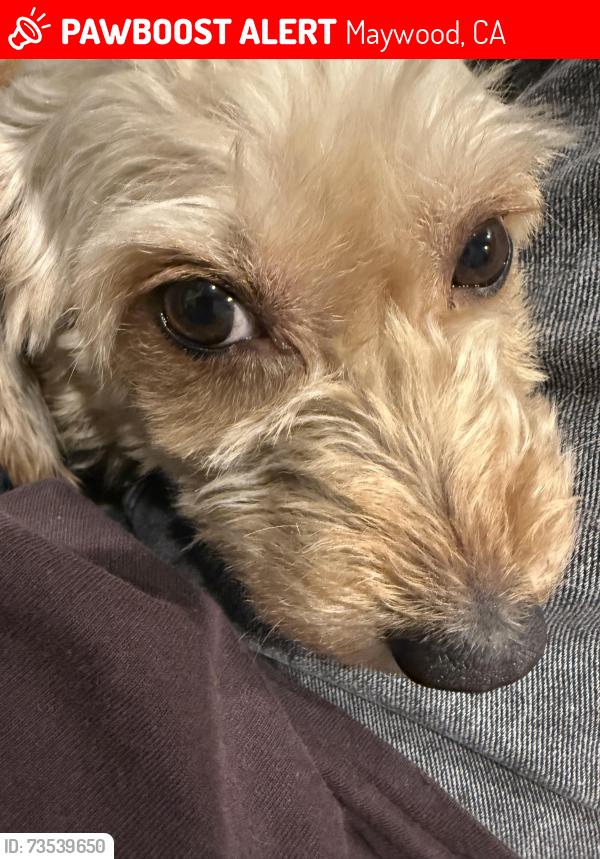 Lost Male Dog last seen king ave, maywood, Maywood, CA 90270
