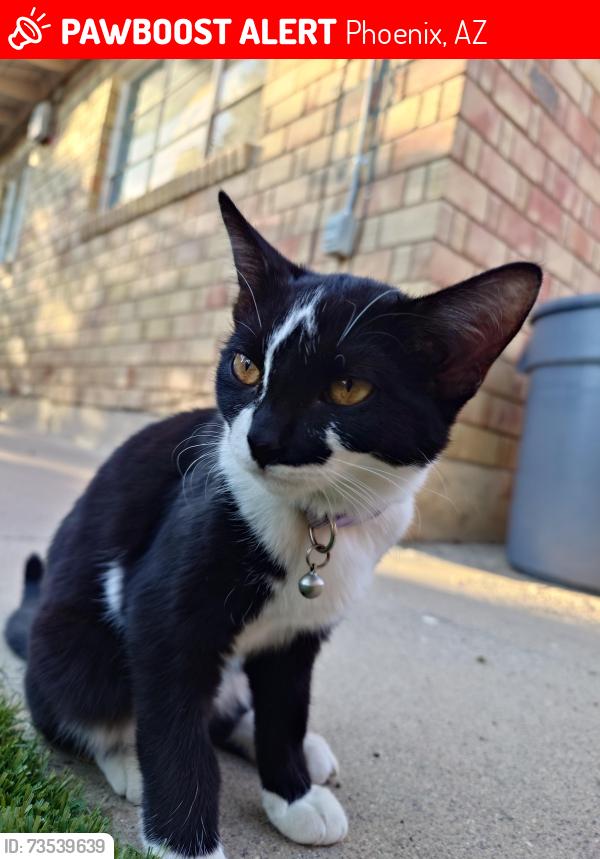 Lost Female Cat last seen 39th ave Bethany Home, Phoenix, AZ 85019