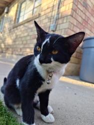 Lost Female Cat last seen 39th ave Bethany Home, Phoenix, AZ 85019