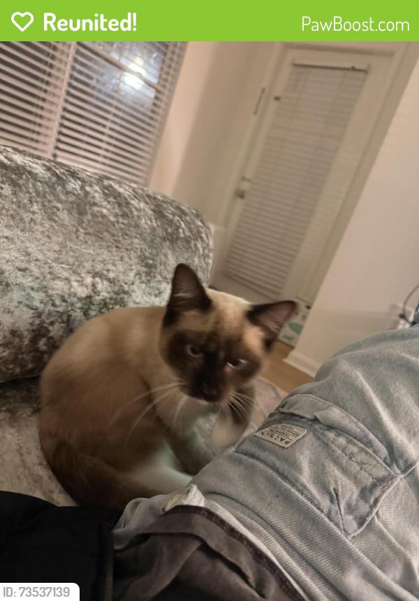 Reunited Male Cat last seen Near Esplanade Dr #104, Reston, VA 20194, Herndon, VA 20194