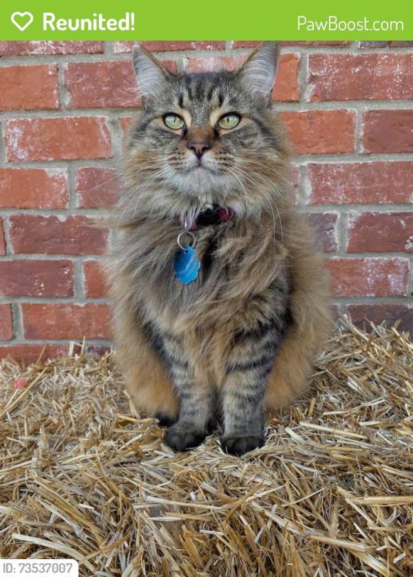 Reunited Female Cat last seen 17th street, but lives in camden cove neighborhood, Calera, AL 35040
