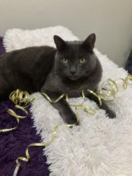 Lost Male Cat last seen North Campground/Dolliver St, Pismo Beach, CA 93449
