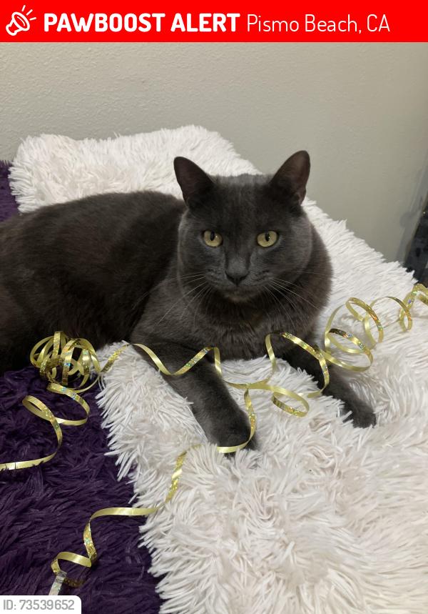 Lost Male Cat last seen North Campground/Dolliver St, Pismo Beach, CA 93449
