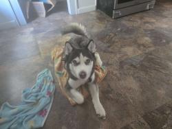 Lost Female Dog last seen Bell pond, Worcester, MA 01605