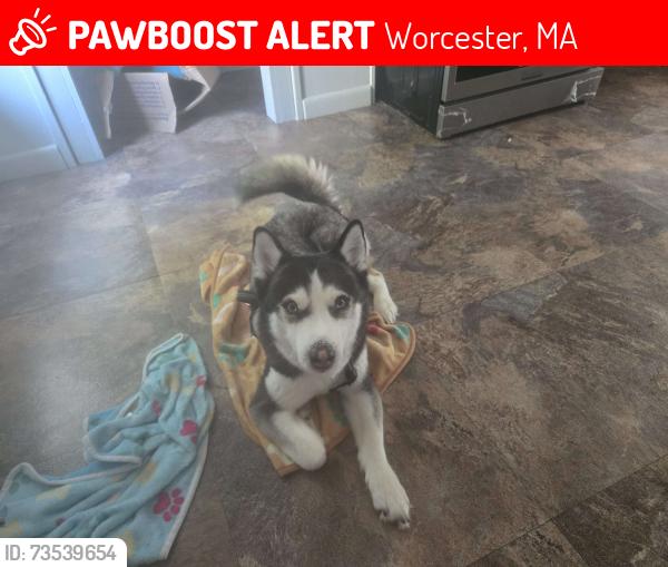 Lost Female Dog last seen Bell pond, Worcester, MA 01605