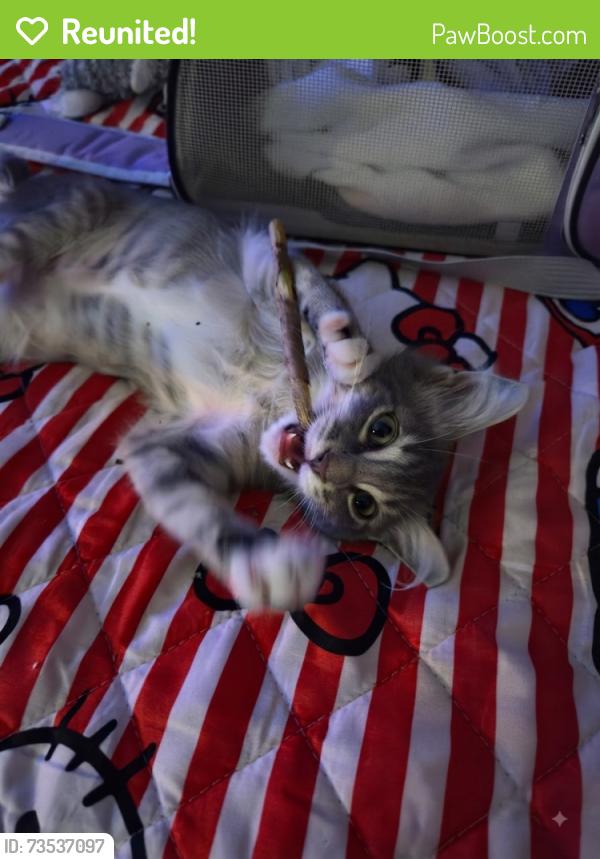 Reunited Female Cat last seen Near Benjamin Ln, Arlington, TX 76002, Arlington, TX 76002