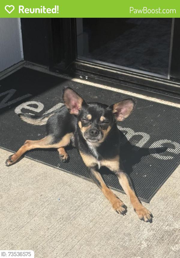 Reunited Male Dog last seen Near 31st Ave. NE, Lacey, WA 98516, USA, Lacey, WA 98516