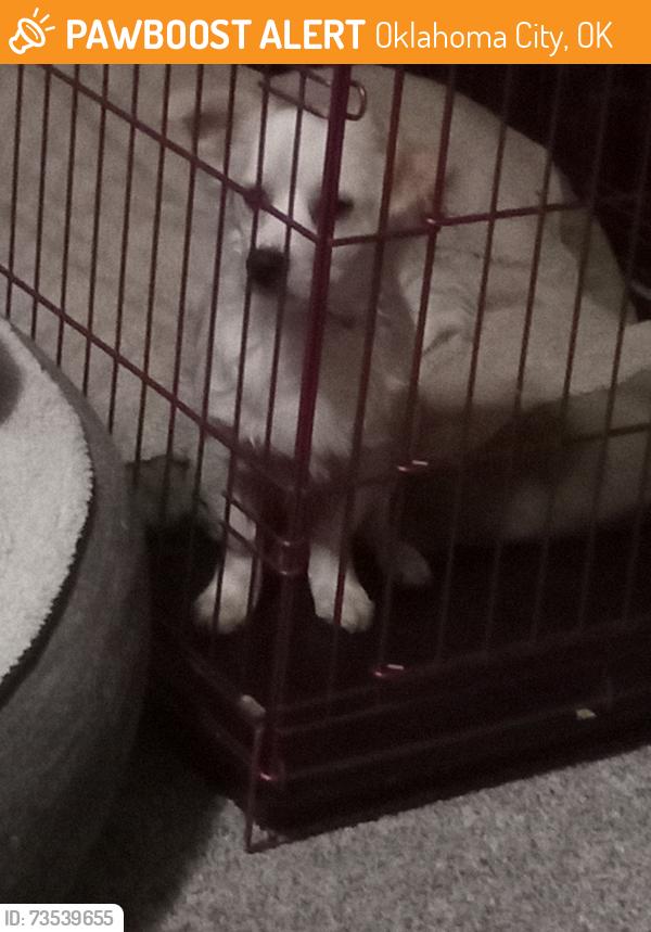 Found/Stray Male Dog last seen Sw 29th and at, Oklahoma City, OK 73108