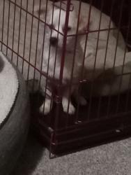 Found/Stray Male Dog last seen Sw 29th and at, Oklahoma City, OK 73108