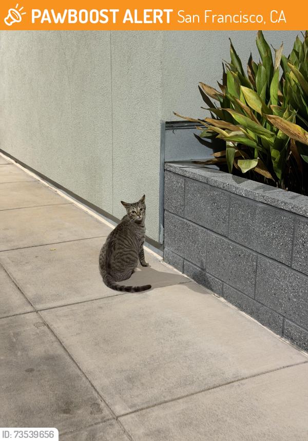 Found/Stray Male Cat last seen Near Harrison St, San Francisco, CA 94103