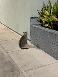 Found/Stray Male Cat last seen Near Harrison St, San Francisco, CA 94103