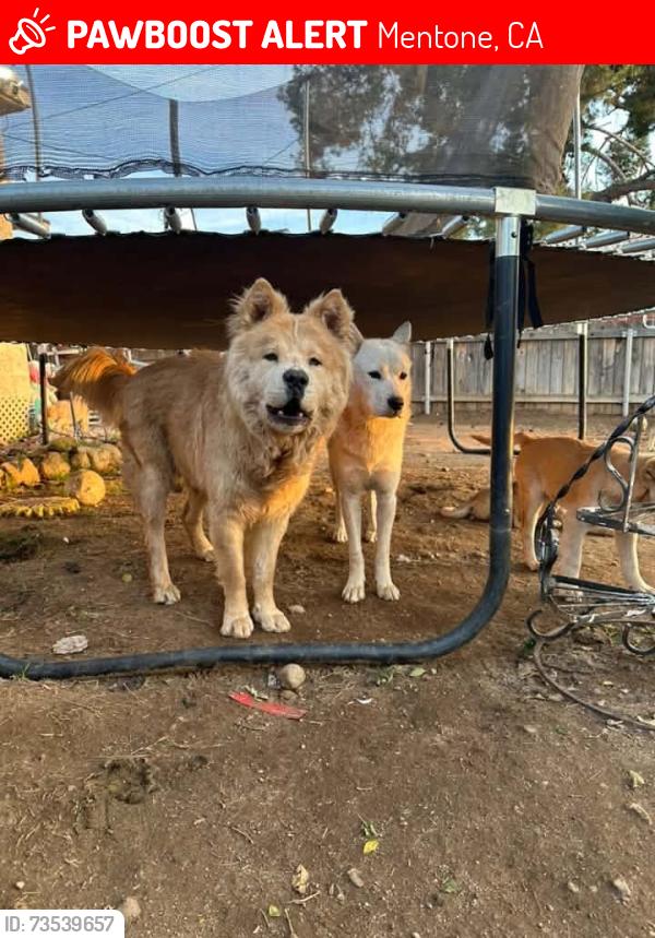 Lost Male Dog last seen Mentone Blvd., Mentone, CA 92359