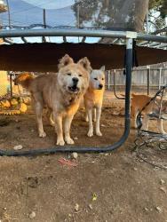 Lost Male Dog last seen Mentone Blvd., Mentone, CA 92359