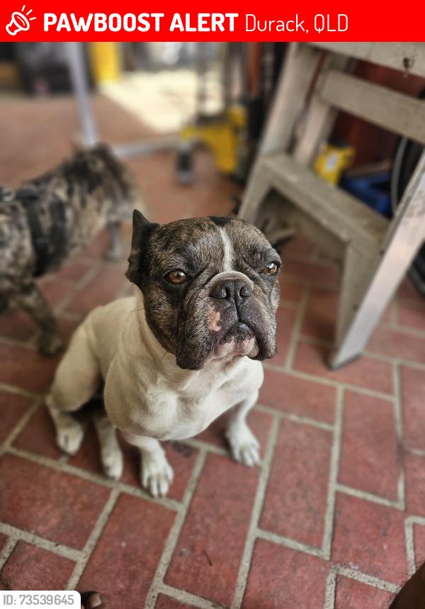 Lost Male Dog last seen Durrang street, Durack, QLD 4077