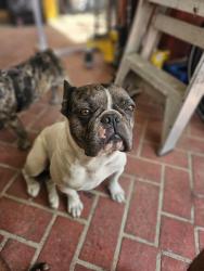 Lost Male Dog last seen Durrang street, Durack, QLD 4077