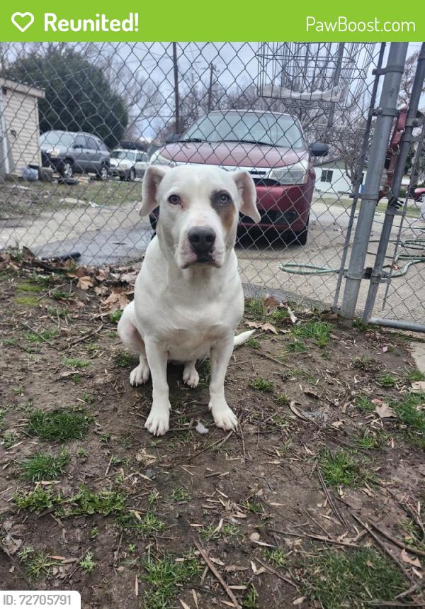 Reunited Female Dog last seen Near S Shoshone St, Boise, ID 83705, USA, Boise, ID 83705