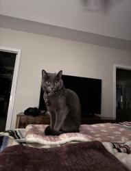Reunited Male Cat last seen Near kings point drive cornelius,nc 28031, Cornelius, NC 28031