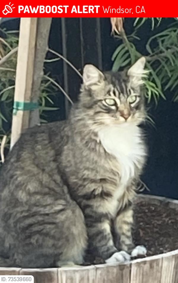 Lost Male Cat last seen Home Depot & Walmart parking lot, Windsor, CA 95492