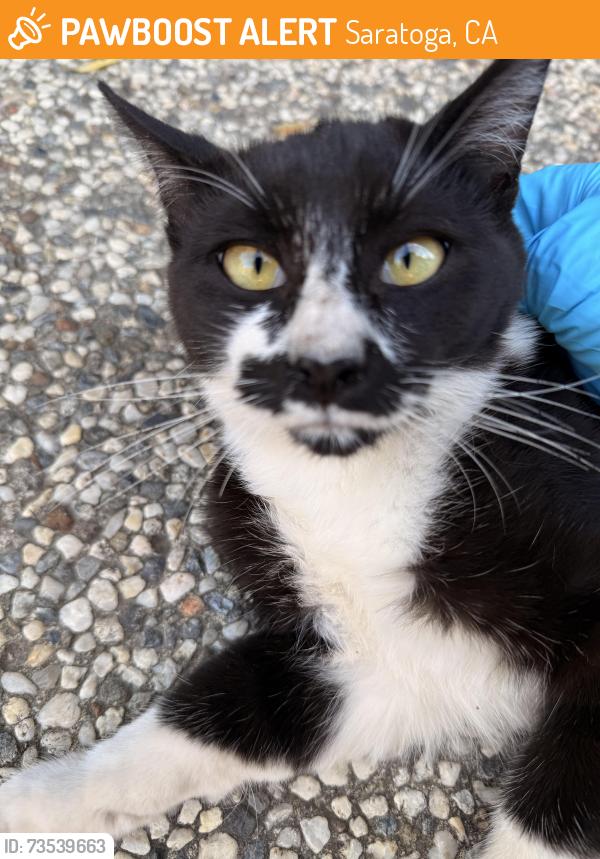 Found/Stray Male Cat last seen Prospect, Saratoga, CA 95070