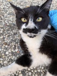 Found/Stray Male Cat last seen Prospect, Saratoga, CA 95070