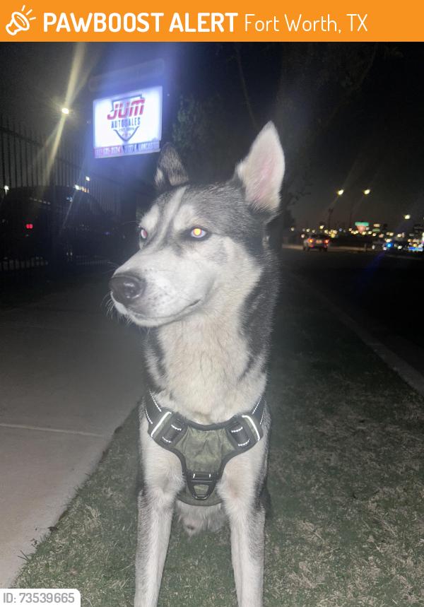 Found/Stray Male Dog last seen Lancaster, Fort Worth, TX 76112