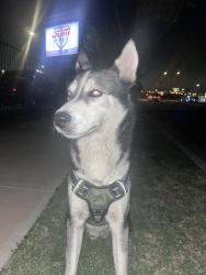 Found/Stray Male Dog last seen Lancaster, Fort Worth, TX 76112
