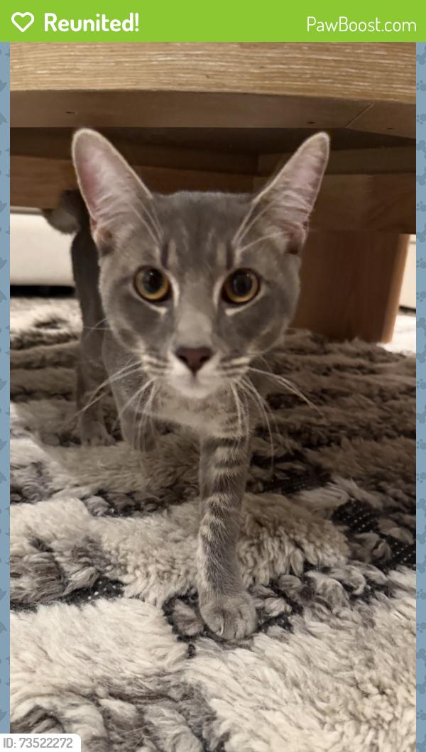Reunited Male Cat last seen George Washington High School, San Francisco, CA 94121