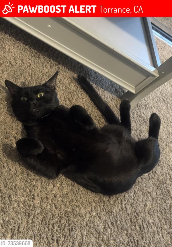 Lost Male Cat last seen Near Yukon Ave Torrance, CA 90504 United States, Torrance, CA 90504