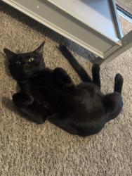 Lost Male Cat last seen Near Yukon Ave Torrance, CA 90504 United States, Torrance, CA 90504