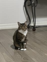 Lost Male Cat last seen Near San Jacinto Dr. in the Neighborhood, Pasadena, TX 77502