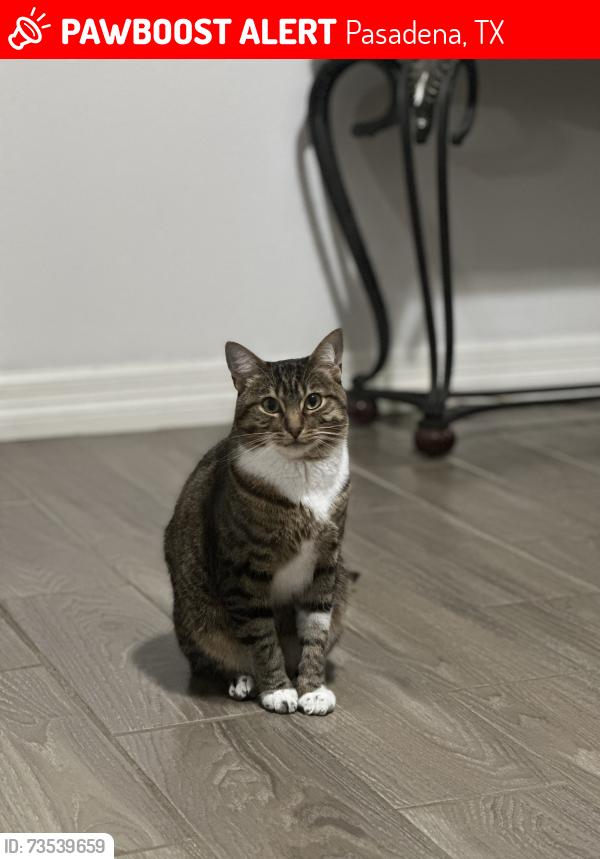 Lost Male Cat last seen Near San Jacinto Dr. in the Neighborhood, Pasadena, TX 77502