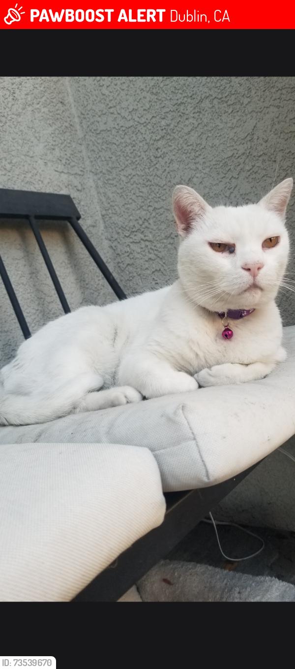 Lost Unknown Cat last seen Tassajara and shodow hill dr, Dublin, CA 94568