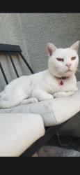 Lost Unknown Cat last seen Tassajara and shodow hill dr, Dublin, CA 94568