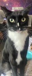 Reunited Female Cat last seen Ivy rd and downs, Oceanside, CA 92054
