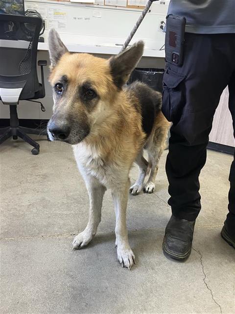 Shelter Stray Male Dog last seen Near BLOCK E CALIFORNIA FRESNO CA, 5277 E Airways Blvd, Fresno, CA 93727, USA