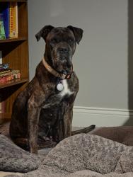 Lost Female Dog last seen Old James Town Florissant, Florissant, MO 63034