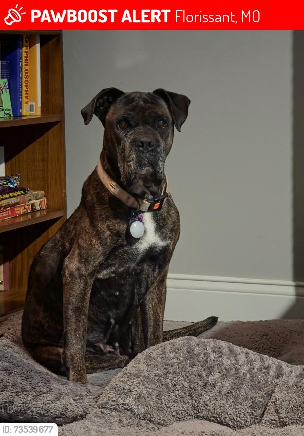 Lost Female Dog last seen Old James Town Florissant, Florissant, MO 63034