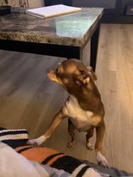 Reunited Female Dog last seen Donna and washburn, North Las Vegas, NV 89081