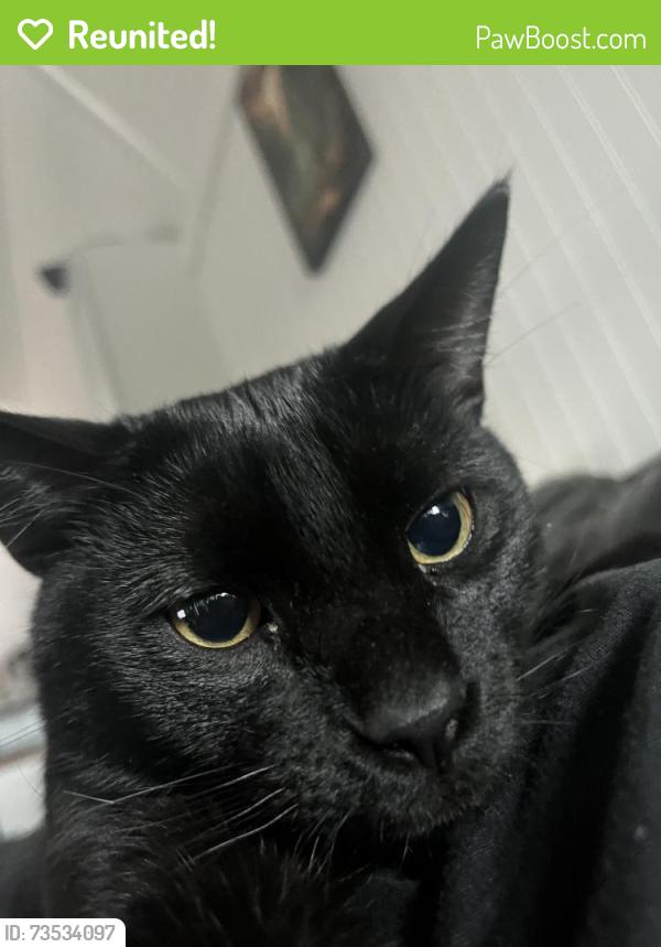 Reunited Male Cat last seen Atwood’s, Siloam Springs, AR 72761