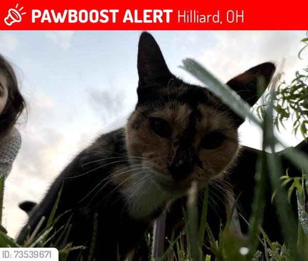Lost Female Cat last seen Near Roberts Rd, Hilliard, OH 43026