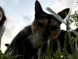 Lost Female Cat last seen Near Roberts Rd, Hilliard, OH 43026