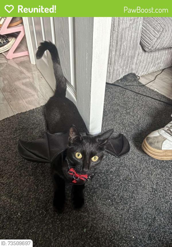 Reunited Female Cat last seen Cathays sugery, Cardiff, Wales CF24 4HZ