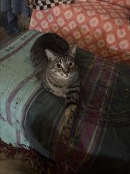 Reunited Male Cat last seen Tennyson, Waco, TX 76710