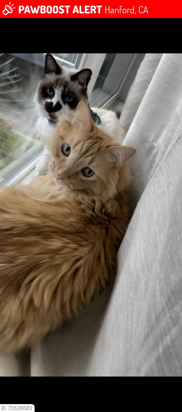 Lost Male Cat last seen Near N Green St, Hanford, CA 93230