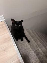 Lost Male Cat last seen Unit 19 on 110 deveron Crescent escaped backyard most likely in or around the complex on deveron, London, ON N5Z 4N3