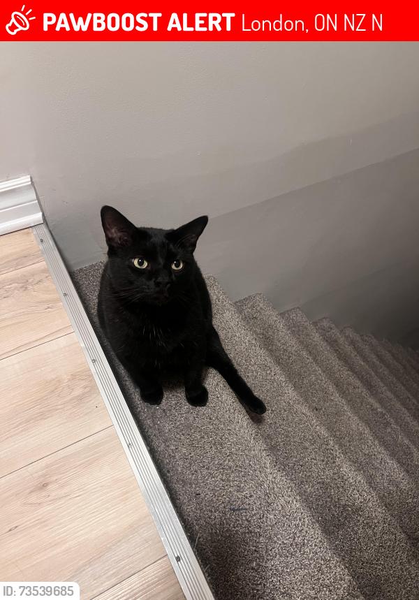 Lost Male Cat last seen Unit 19 on 110 deveron Crescent escaped backyard most likely in or around the complex on deveron, London, ON N5Z 4N3