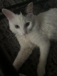 Reunited Male Cat last seen Central Ave and Bell Road, Phoenix, AZ 85023